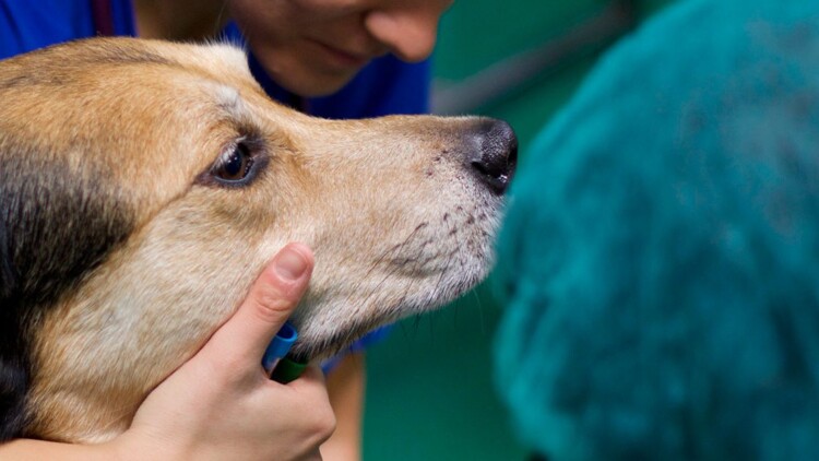 Medicina Veterinaria non convenzionale in Italia: stato dell’arte omeopatia-veterinaria-non-convenzionale