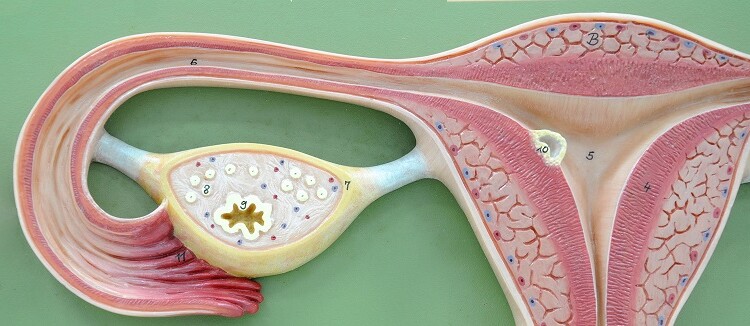 ENDOMETRIOSI E DOLORE PELVICO MIOFASCIALE