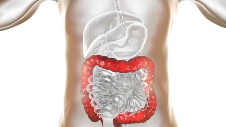 Quando la salute della schiena passa dall’intestino Quando la salute della schiena passa dall'intestino
