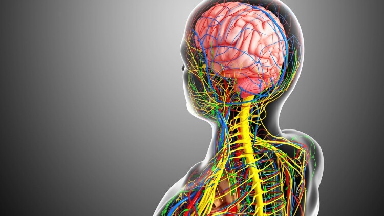 Osteopatia ed immunità